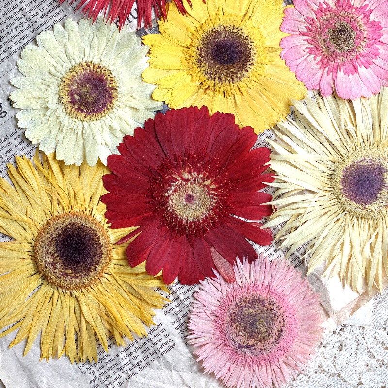Resin Art Phone Case - 1pcs/7-9cm, Bunga Gerbera Kering Tekan Warna